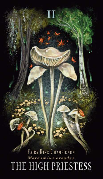 Midnight Magic | Card Deck | Tarot of Mushrooms | Fungi of the Forest | 78 Card Deck & Booklet